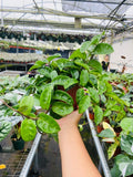 Hoya Krinkle