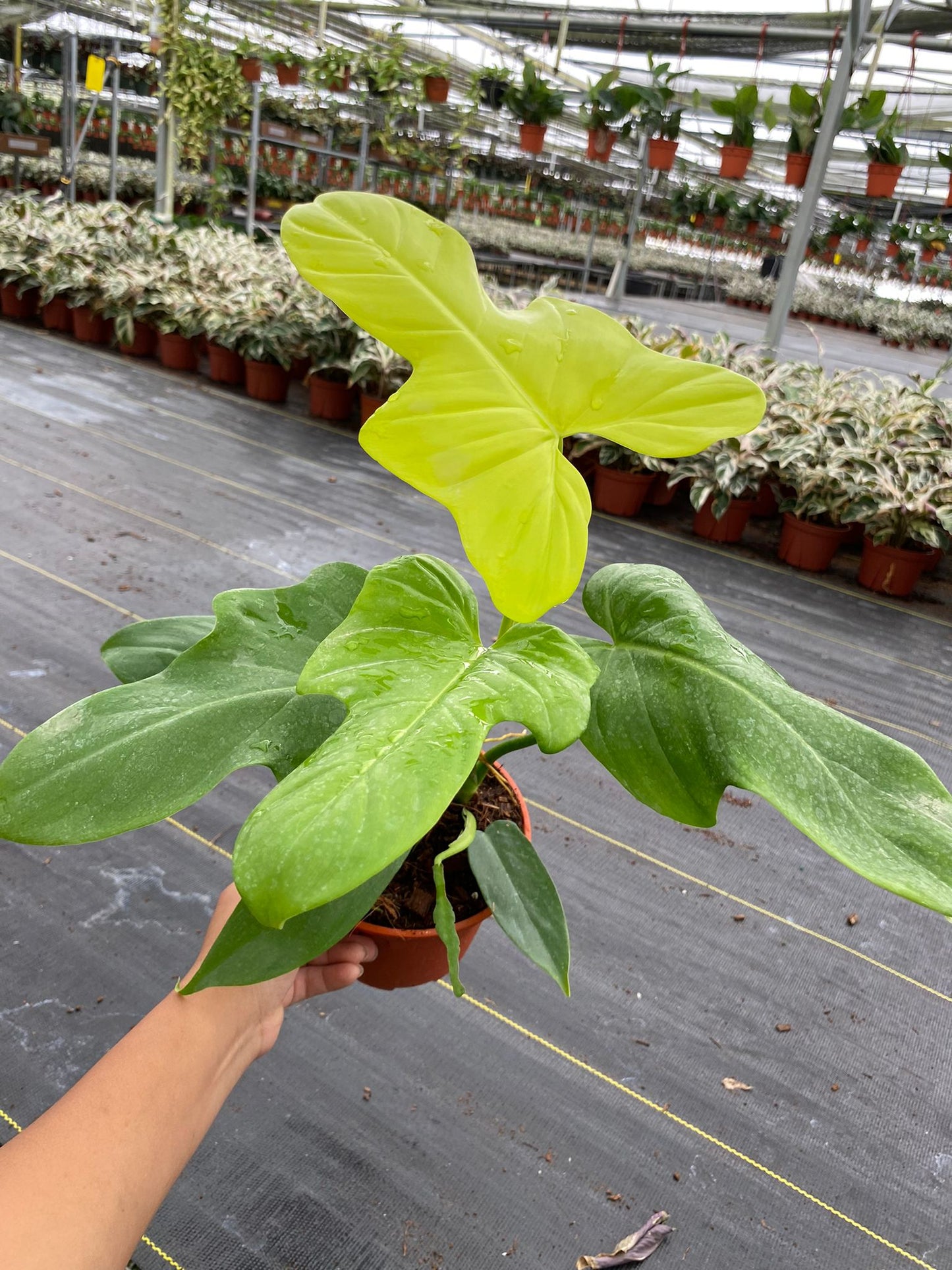 Philodendron Bipennifolium Aurea (4–6 inch plant)