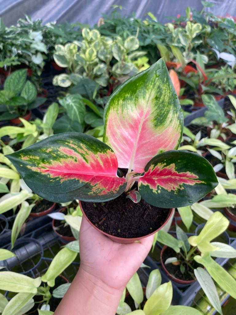 2"/4" Pot Aglaonema Red King