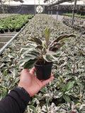 Baby Plant 4"/6" Calathea Fusion White