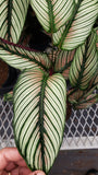 Baby Plant/4"/6" Calathea Whitestar *SUPER RARE*... One of my TOP 3 Calathea.