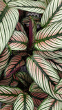 Baby Plant/4"/6" Calathea Whitestar *SUPER RARE*... One of my TOP 3 Calathea.