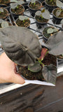 4"/6" Alocasia Infernalis (Black Panther) *** RARE PLANT***