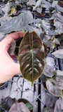 4" Alocasia Azlanii (Red Mambo) - Top 3 Alocasia