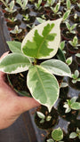 4"/6" Ficus Tineke Variegated