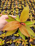 2" Baby Plant/4" Philodendron Tangerine