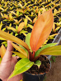 2" Baby Plant/4" Philodendron Tangerine