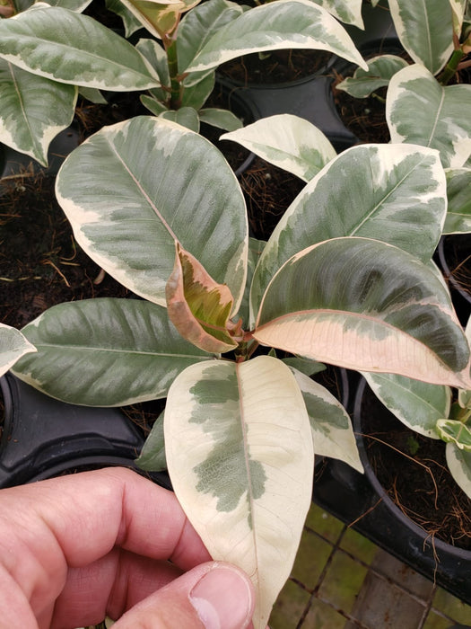 4"/6" Ficus Tineke Variegated