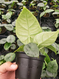 Baby Plant/4"/6" Alocasia Rugosa Melo *RARE COLLECTIBLES*