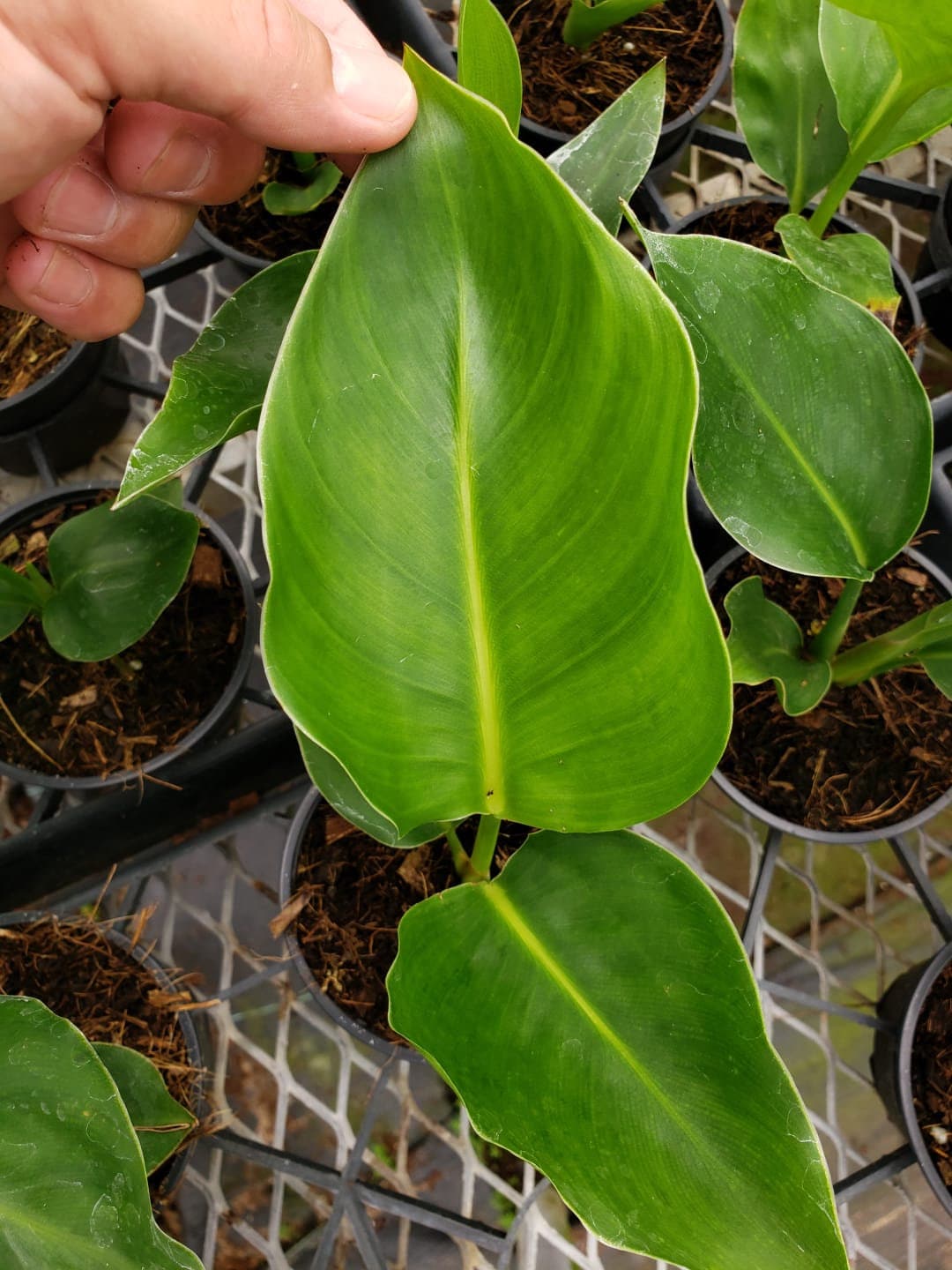 4" Live plant White bird 'strelitzia nicolai'