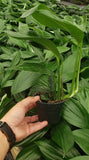 4"/6" Rhaphidophora Decursiva- Dragon Tail *** Super Rare Limited ***