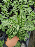 4"/6"Calathea Vittata (Almost like a zebra look alike).