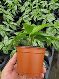 4"/6"Calathea Vittata (Almost like a zebra look alike).
