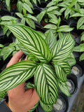 4"/6"Calathea Vittata (Almost like a zebra look alike).