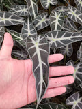 4"/6" Alocasia Bambino