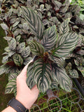 Baby Plant/4"/6" Calathea Ornata (PINK STRIPPED)