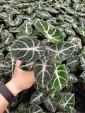 Baby plant/4" Alocasia Ninja