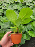 4"/6" Ficus Lyrata *Common Houseplant*