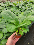 4"/6" Ficus Lyrata *Common Houseplant*