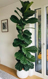 4"/6" Ficus Lyrata *Common Houseplant*