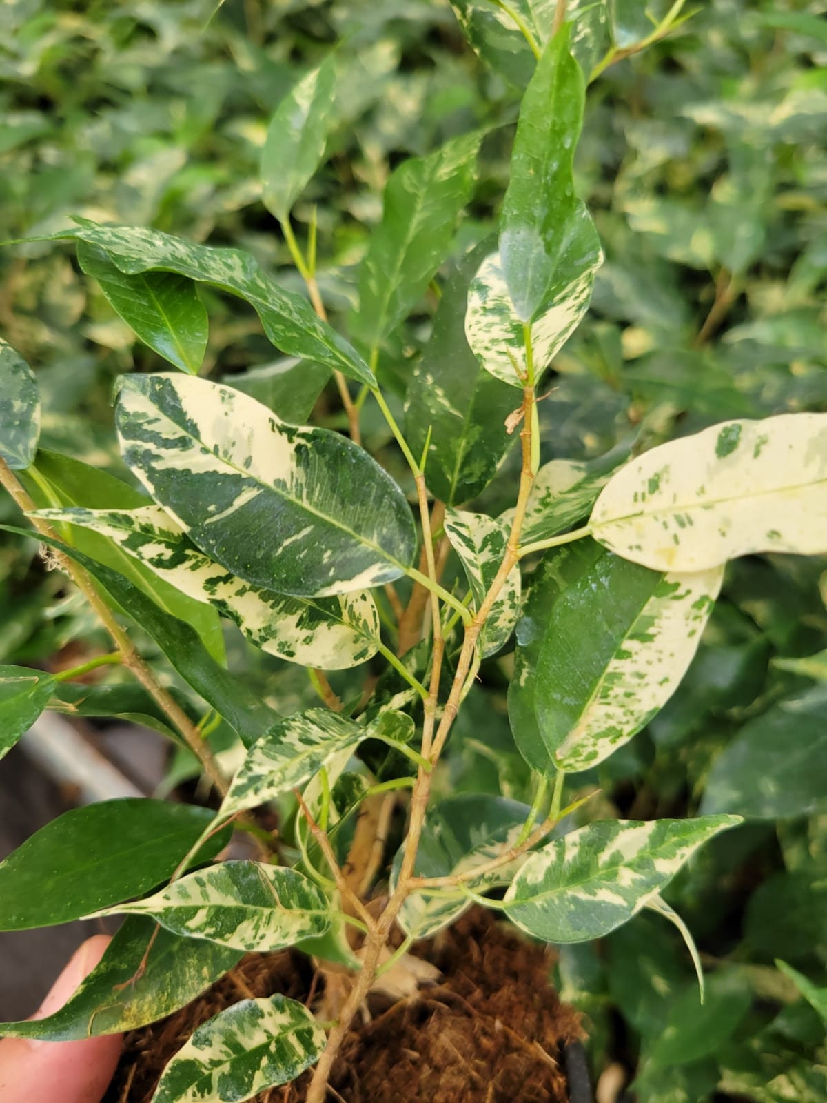 6" Live plant Ficus El Dorado Variegated .... RARE FIND ......