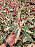 Baby Plant/4"/6" Stromanthe Triostar * Beautiful Multi Color *