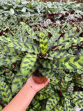 Baby Plant/4"/6" Calathea Lancifolia (Rattlesnake)