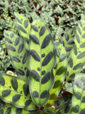 Baby Plant/4"/6" Calathea Lancifolia (Rattlesnake)