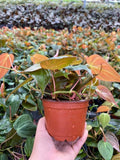 Baby plant/4"/6" Philodendron Mican