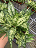 4"/6" Aglaonema Spring "Snow White"
