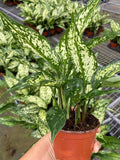 4"/6" Aglaonema Spring "Snow White"