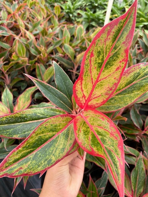 6" Aglaonema Siam Red