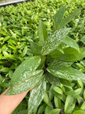 4" Hoya Silver Splash