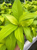 4"/6" Philodendron Lemon Lime