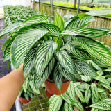 4"/6"Calathea Vittata (Almost like a zebra look alike).