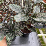 Baby Plant/4"/6" Calathea Ornata (PINK STRIPPED)