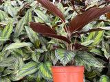 Baby Plant/4"/6" Calathea Beauty Star