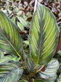 Baby Plant/4"/6" Calathea Beauty Star