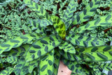 Baby Plant/4"/6" Calathea Lancifolia (Rattlesnake)