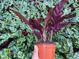 Baby Plant/4"/6" Calathea Lancifolia (Rattlesnake)