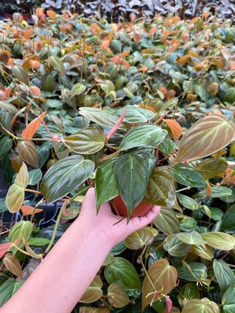 Baby plant/4"/6" Philodendron Mican