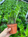 4"/6" Zamioculcas ZZ Plant