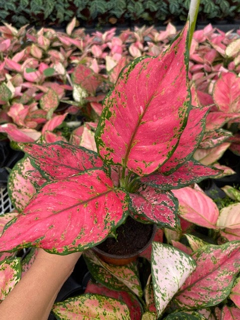 aglaonema pink beauty Aglaonema Red Beauty