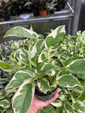 4" Pothos N joy "Pearl and Jade"