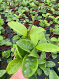 4" Live Plant Hoya Krinkle