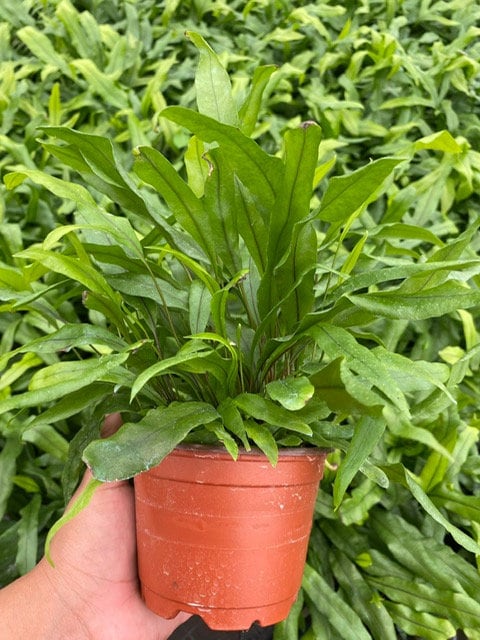 6" Live Plant Kangaroo Fer