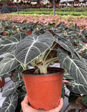 4"/6" Alocasia Black Velvet