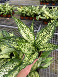 4"/6" Aglaonema Spring "Snow White"