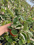 4"/6" Hoya Albo Carnosa