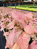 4" Syngonium Neon Pink
